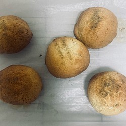 ブタさんメロンパン。